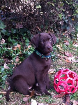 Bailey, our resident chocolate lab used to enjoy greeting our guests. Sadly, we lost her on April 10, 2015. The good news is that Bella has arrived. Bella is our new resident pup. She was born August 20, 2015 and looks forward to meeting all of you.