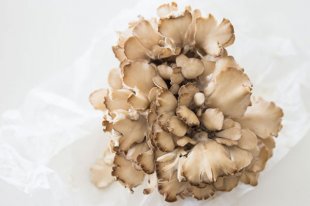 Crispy Roast Hen of the Woods recipe