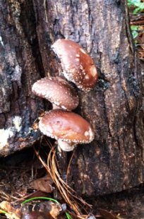mushroom Shiitake 320