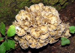 Mushrooms hen of the woods 400