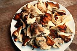 Mushrooms hen of the woods on plate