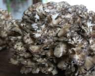 Hen of the Woods VT